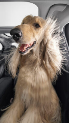 mercedes-bark-assist2