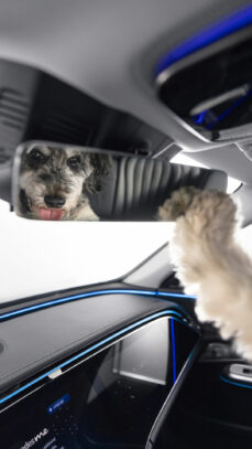 mercedes-bark-assist5