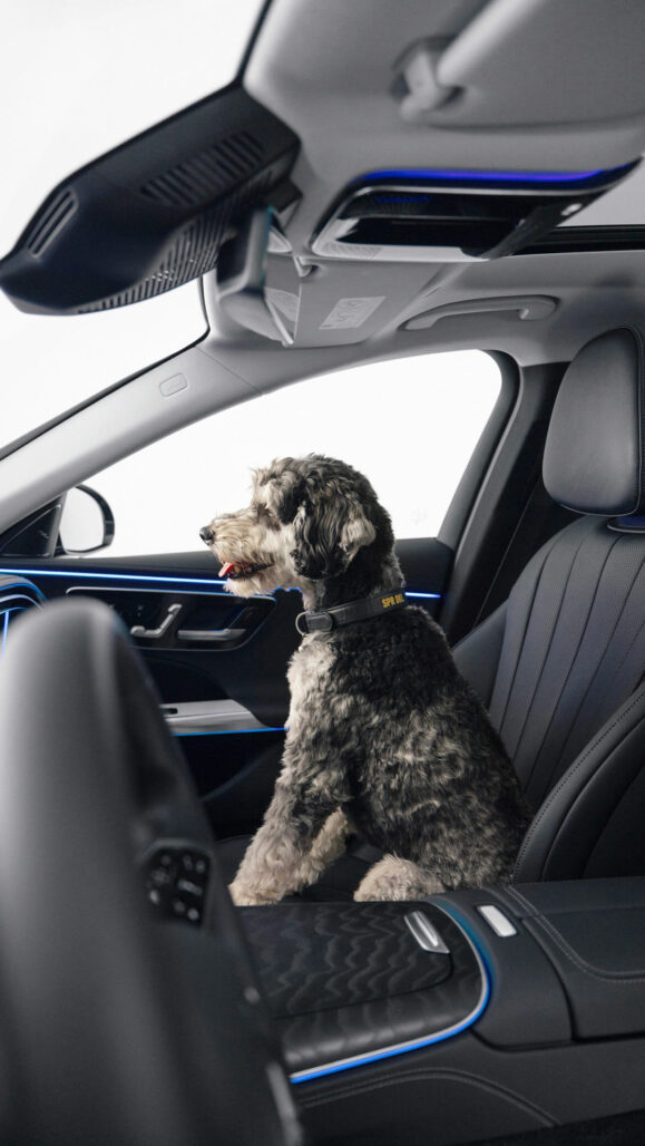 mercedes-bark-assist6