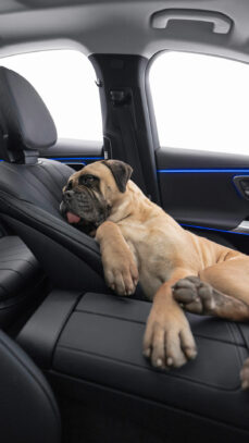 mercedes-bark-assist8