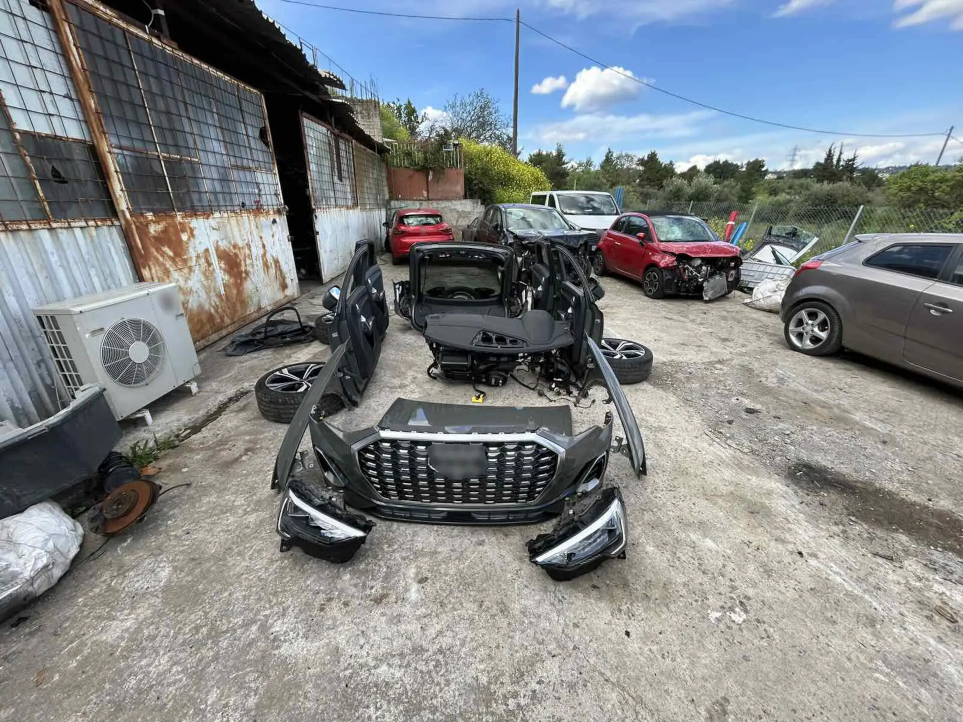 klemmena oximata (3)