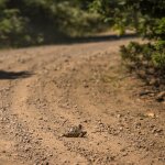 EKO ACROPOLISRALLY2024 RECCEDAY3 JK 7