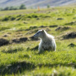 MINI Countryman SE ALL4 Iceland (12)