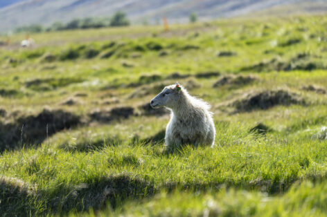 MINI Countryman SE ALL4 Iceland (12)