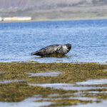 MINI Countryman SE ALL4 Iceland (13)