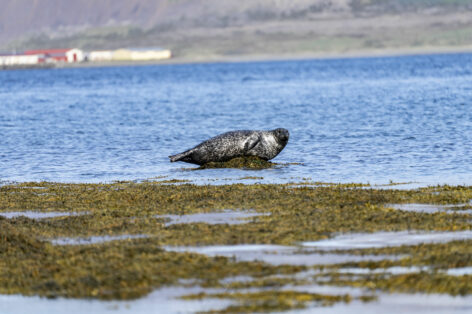 MINI Countryman SE ALL4 Iceland (13)