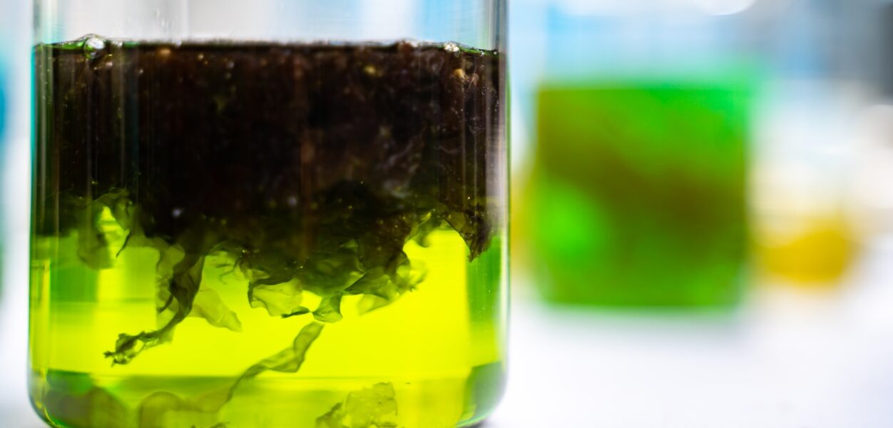 envato green alga laboratory research alternative biofue 2026 03 24 22 18 35 utc