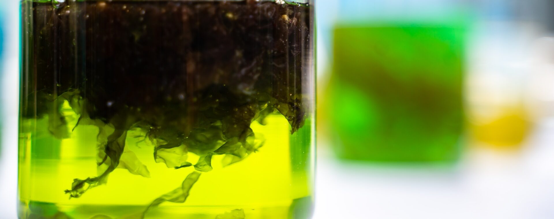 envato green alga laboratory research alternative biofue 2026 03 24 22 18 35 utc